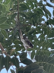 Passer domesticus