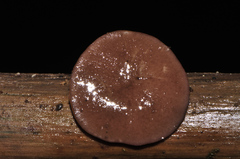 Adelphella babingtonii