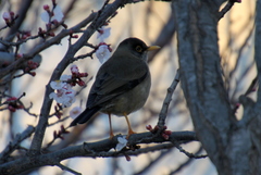 Turdus falcklandii