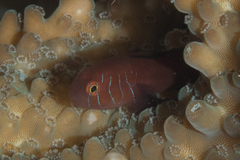 Five-Streaked Coral Goby photo 5