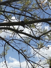 Passer domesticus