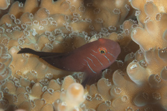Five-Streaked Coral Goby photo 4