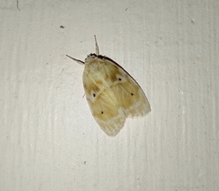 Schistophleps bipuncta