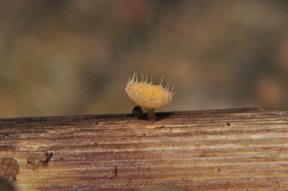 Cyathicula coronata
