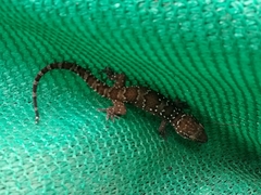 Hemidactylus triedrus