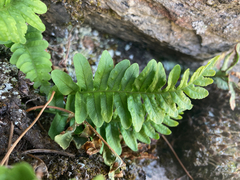 Polypodium hesperium