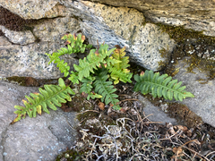 Polypodium hesperium