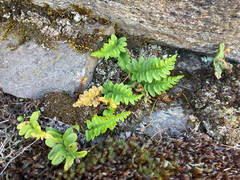 Polypodium hesperium