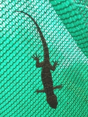 Hemidactylus triedrus