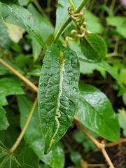Liriomyza phloxiphaga