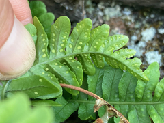 Polypodium hesperium
