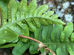 Polypodium hesperium