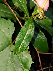 Liriomyza phloxiphaga