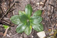 Hermas ciliata
