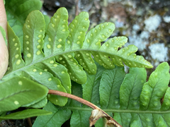 Polypodium hesperium