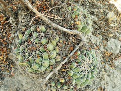 Coryphantha maiz-tablasensis