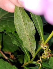 Liriomyza phloxiphaga