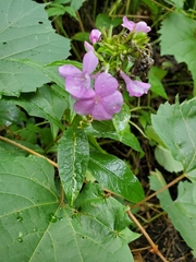 Liriomyza phloxiphaga