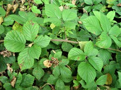 Rubus subtercanens