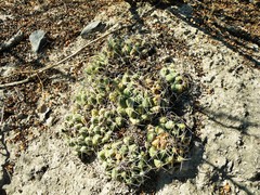 Coryphantha maiz-tablasensis