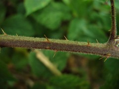Rubus subtercanens