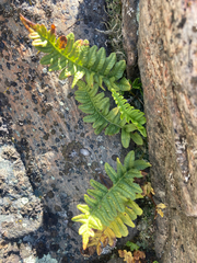Polypodium hesperium