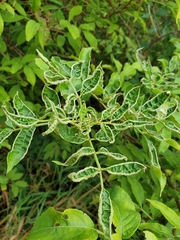 Phyllocoptes wisconsinensis