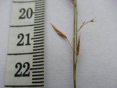 Schoenus gracillimus