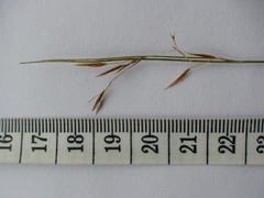 Schoenus gracillimus