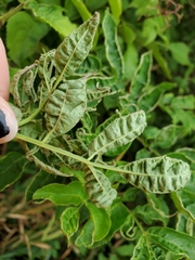 Phyllocoptes wisconsinensis