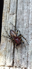 Alpaida alticeps
