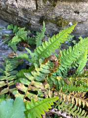 Polypodium hesperium