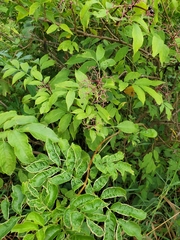 Phyllocoptes wisconsinensis