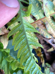 Polypodium hesperium