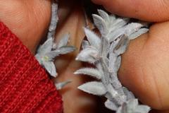 Amphithalea phylicoides