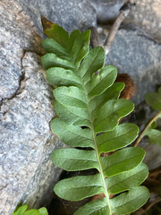 Polypodium hesperium