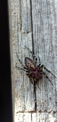 Alpaida alticeps