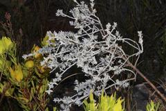 Amphithalea phylicoides