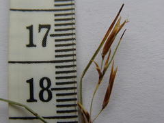 Schoenus gracillimus