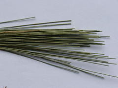 Schoenus gracillimus