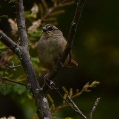 Aimophila notosticta