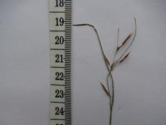 Schoenus gracillimus