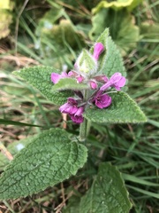 Stachys mexicana
