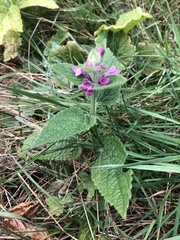 Stachys mexicana