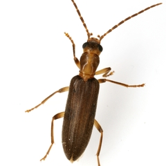 Oxycopis howdeni
