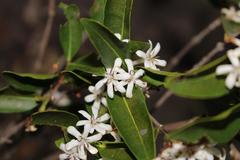 Tricalysia capensis capensis