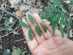 Lathyrus rotundifolius
