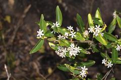 Tricalysia capensis capensis