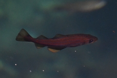 Pollachius pollachius