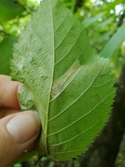 Phyllonorycter obscuricostella